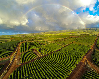 MauiGrown Green Coffee Farm